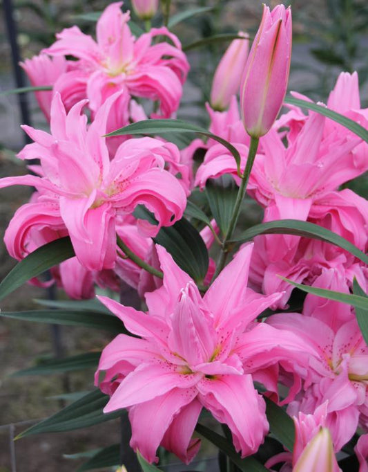 Lily 'Diantha' - Pollen-Free