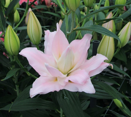Lily 'Amistad' - Pollen-Free