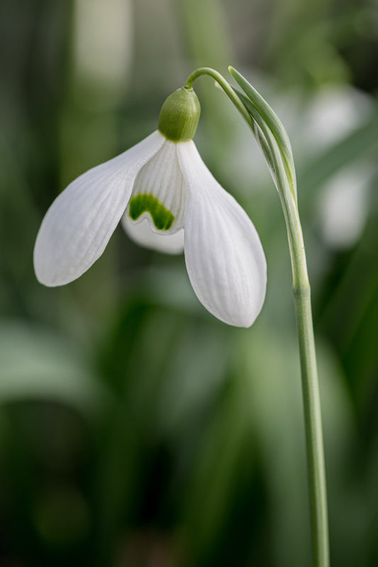 Galanthus 'Anne of Geierstein'