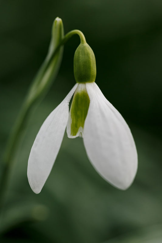 Galanthus 'Ben Warwick'