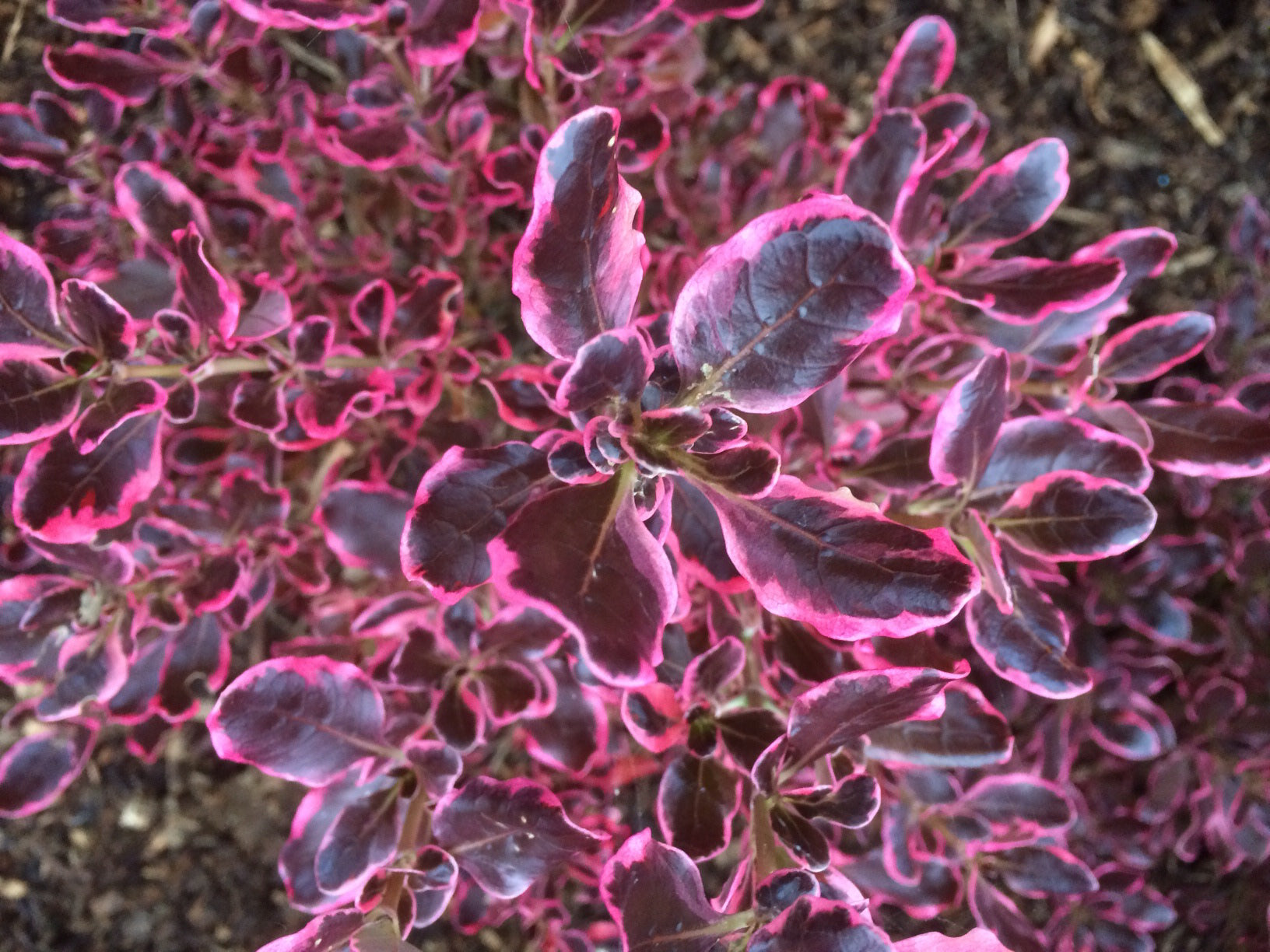 Coprosma Eclipse Rhs Coprosma 'Eclipse' 1 x 2L Potted Plant – Sustainable Plant Store