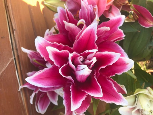 Lily 'Double Fantasy' - Pollen-Free