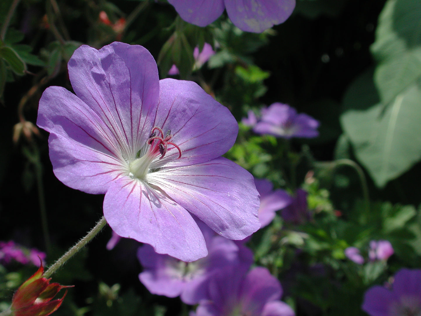 Geranium 'Rozanne' 1 x 10cm Potted Plant