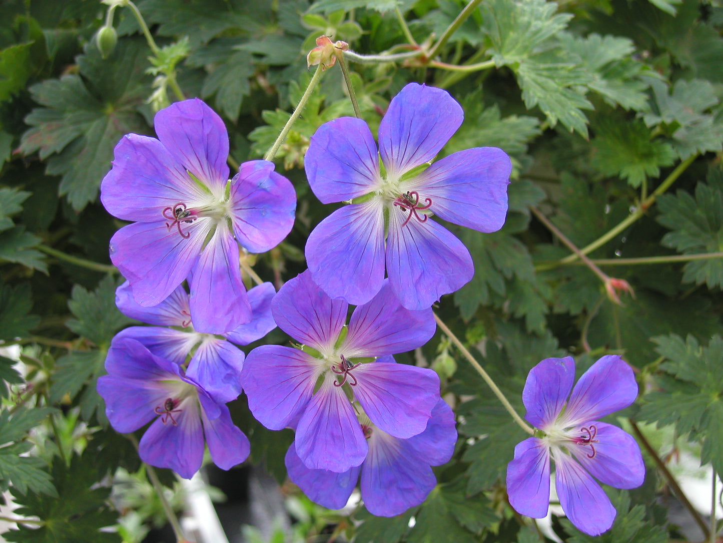 Geranium 'Rozanne' 1 x 10cm Potted Plant