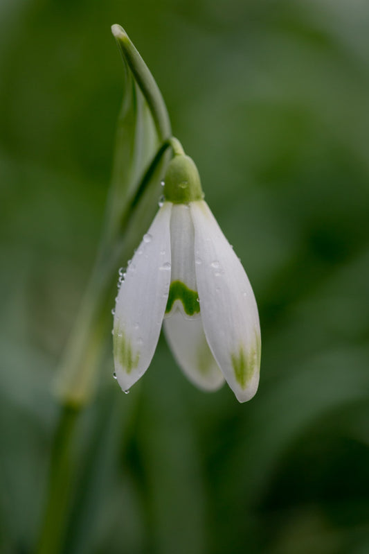 Galanthus 'Green Diamond'