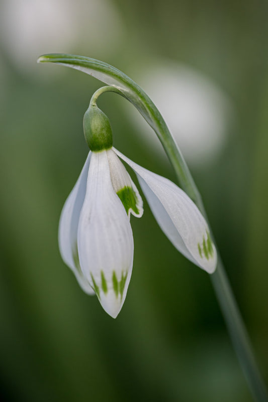 Galanthus 'Greenfinch'