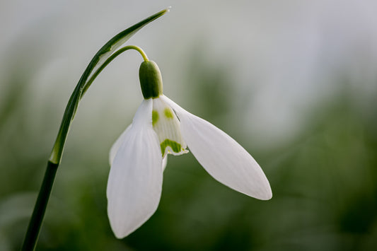 Galanthus 'Hans Guck in Die Luft'