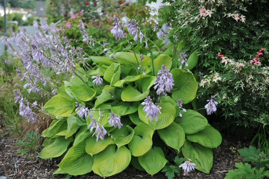 Hosta 'Sum and Substance' 1 x 10cm Potted Plant