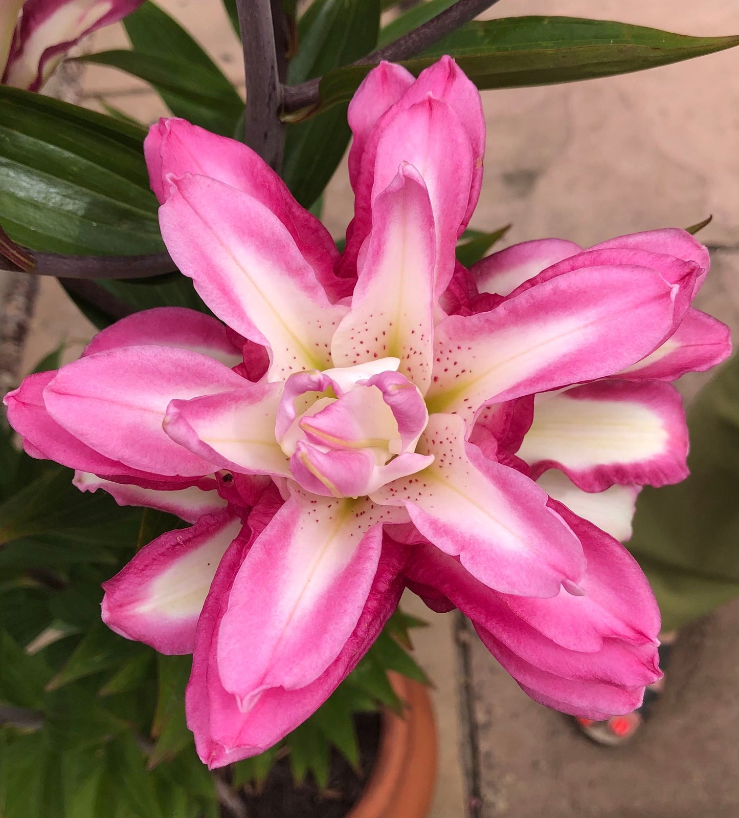 Lily 'Accolade' - Pollen-Free