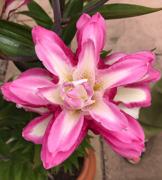 Lily 'Accolade' - Pollen-Free