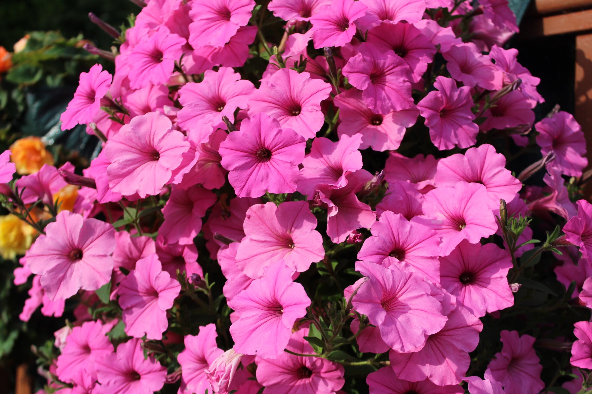 Petunia Vista™ 'Bubblegum' – Sustainable Plant Store