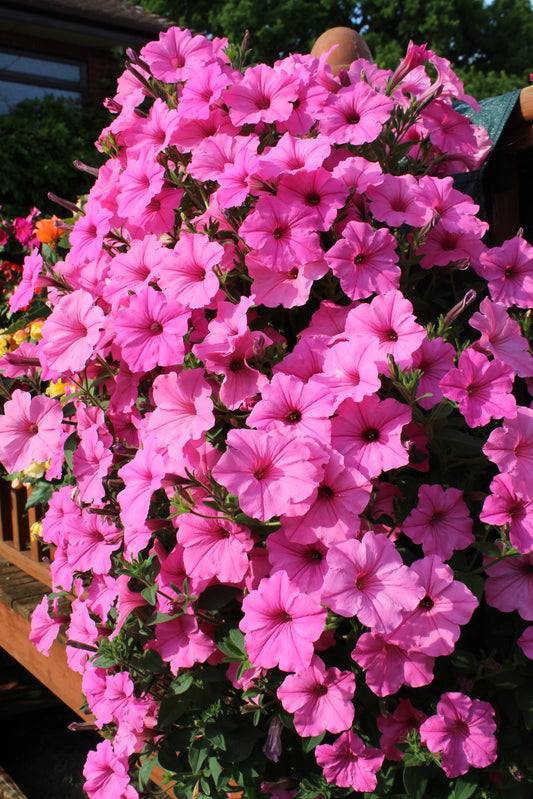 Petunia Vista™ 'Bubblegum'