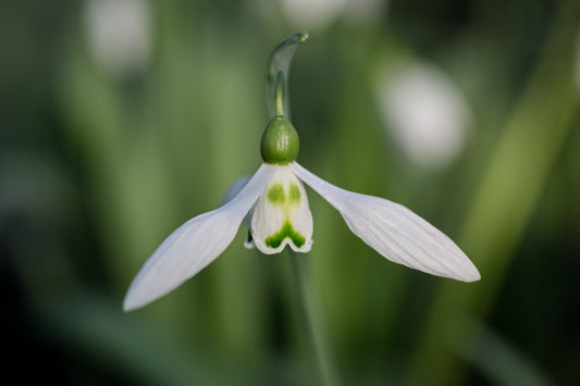 Galanthus 'Lord Kitchener'