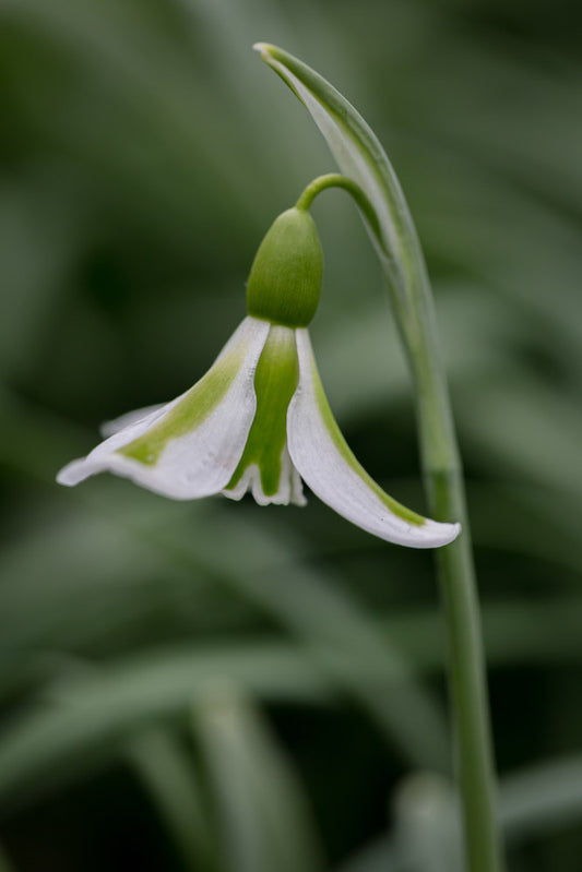 Galanthus 'Philippe Andre Meyer'