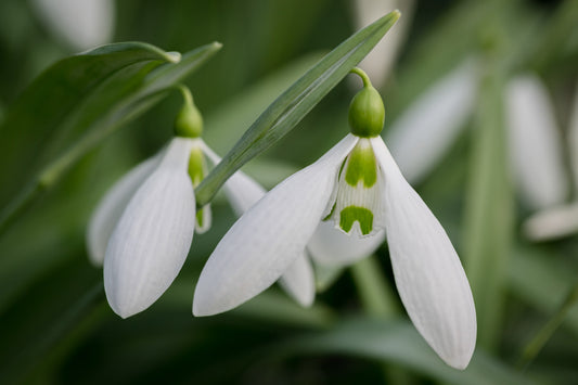 Galanthus 'Sentinel'