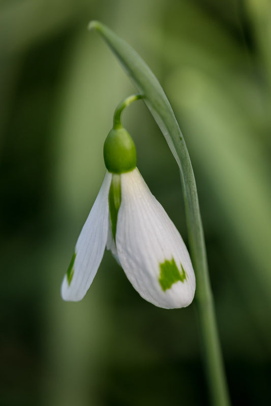 Galanthus 'The Wizard'