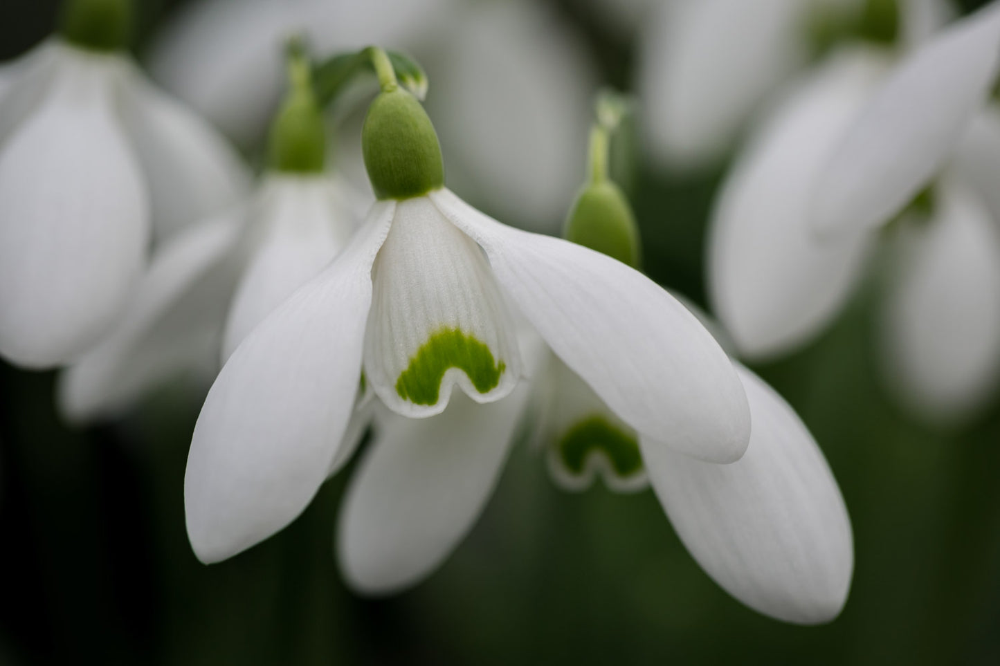 Galanthus 'Trojan'