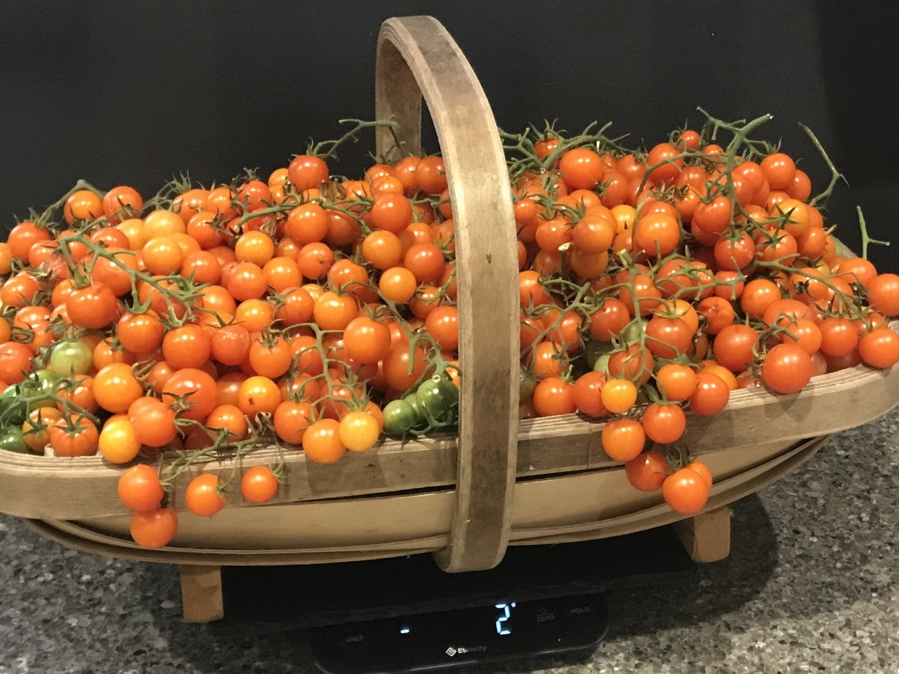 Tomato 'Sungold Bush' (Orangeto) 3 x 8cm Potted Plants