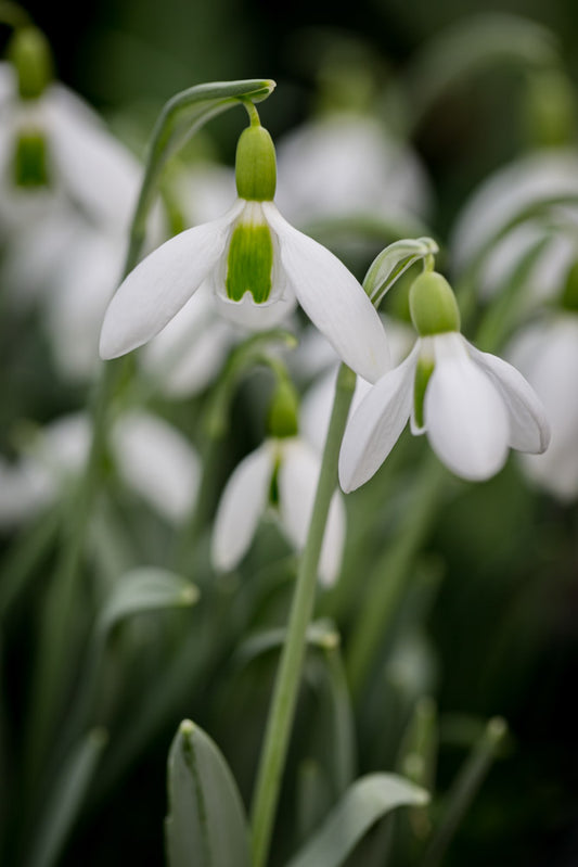 Galanthus 'Uncle Dick'