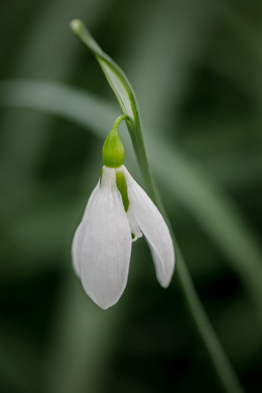 Galanthus 'Vic Horton'