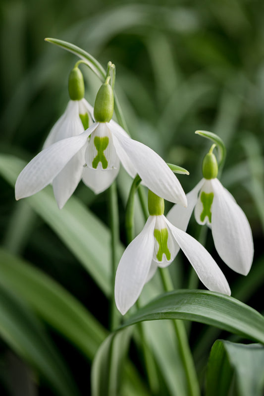 Galanthus 'Walker Canada'