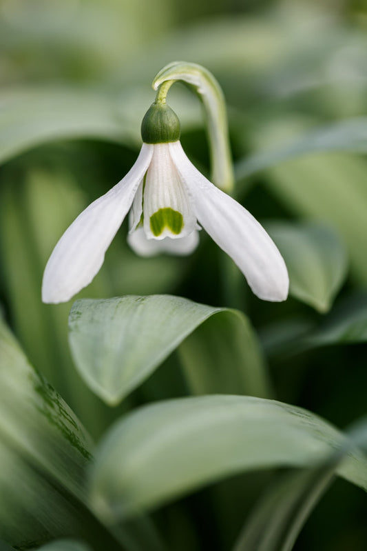 Galanthus 'Warwickshire Gemini'