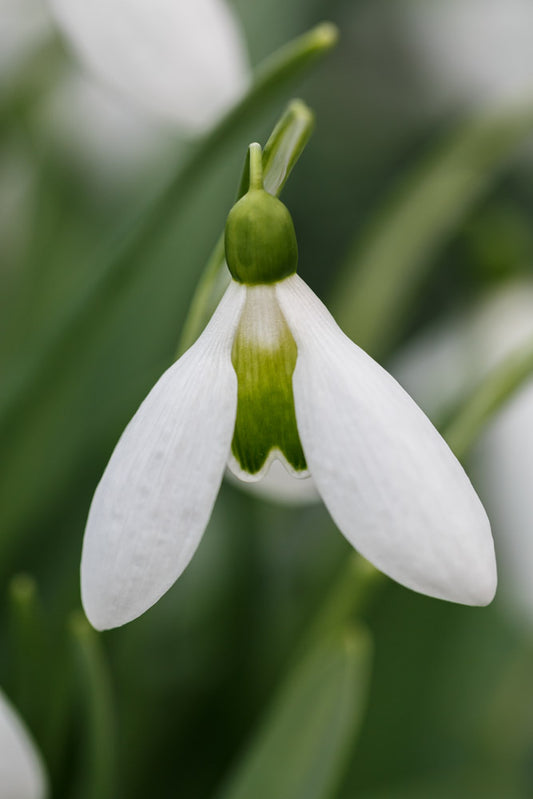 Galanthus 'Washfield Colesbourne'