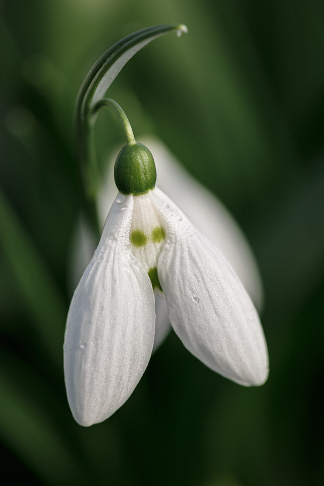 Galanthus 'Anglesey Green Eyes'