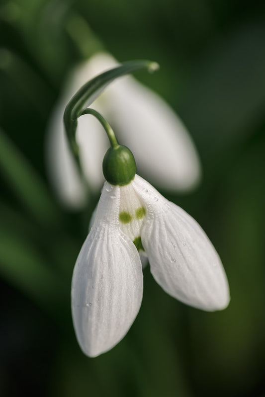 Galanthus 'Anglesey Green Eyes'