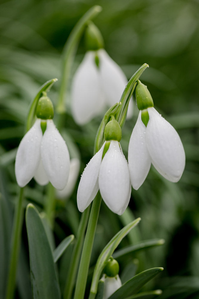 Galanthus 'Cicely Hall'