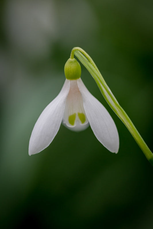 Galanthus 'Cider with Rosie'