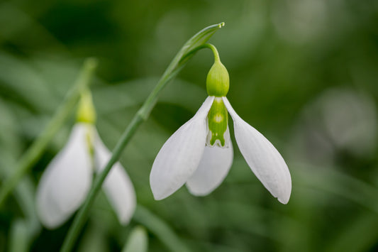 Galanthus 'Cyclops'