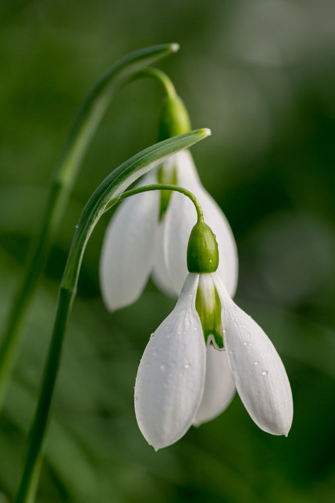 Galanthus 'Fieldgate Fugue'