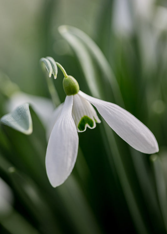 Galanthus 'Friar Tuck'