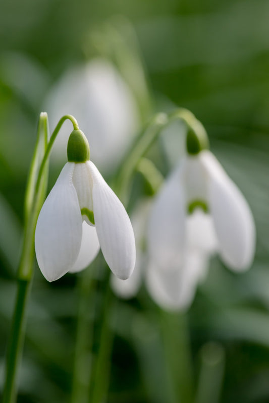 Galanthus 'Ginns' Imperati'