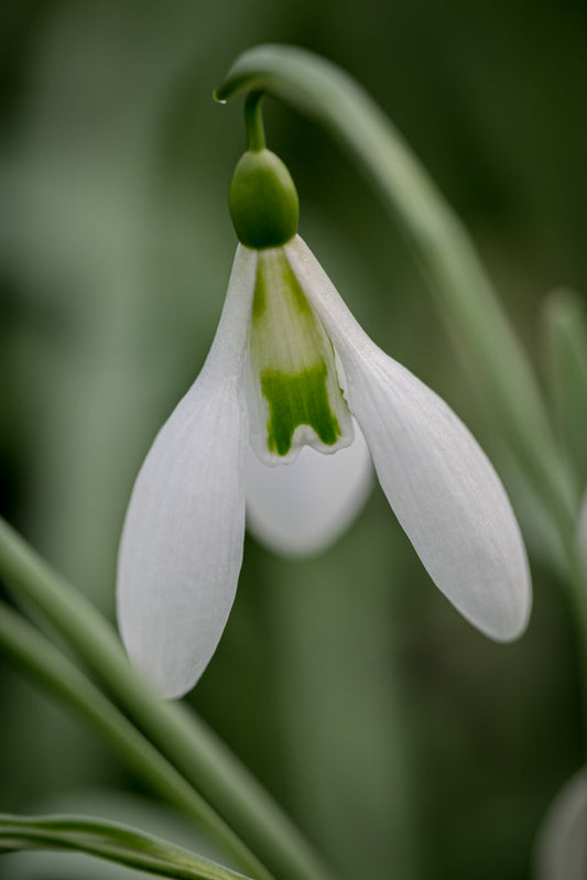 Galanthus 'Gray's Child'