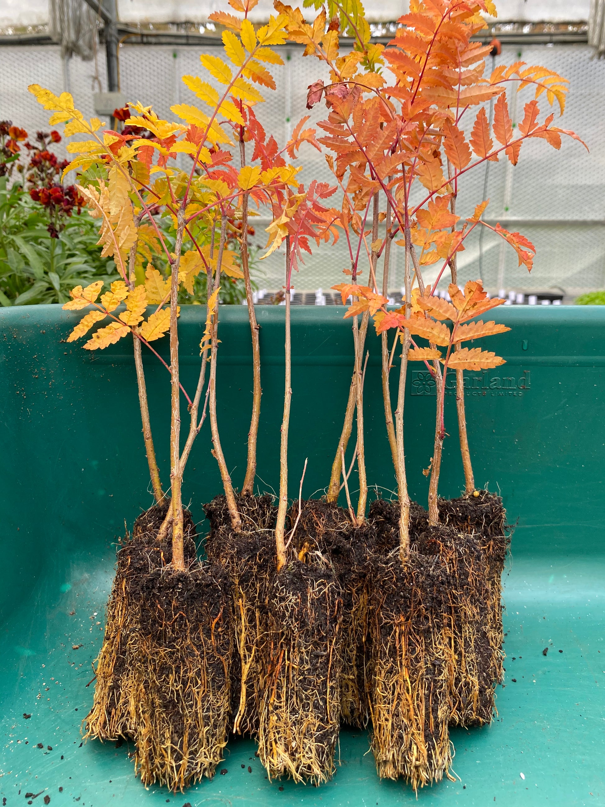 Rowan Tree (Mountain Ash) - Sorbus aucuparia 1L Pot – Sustainable Plant ...