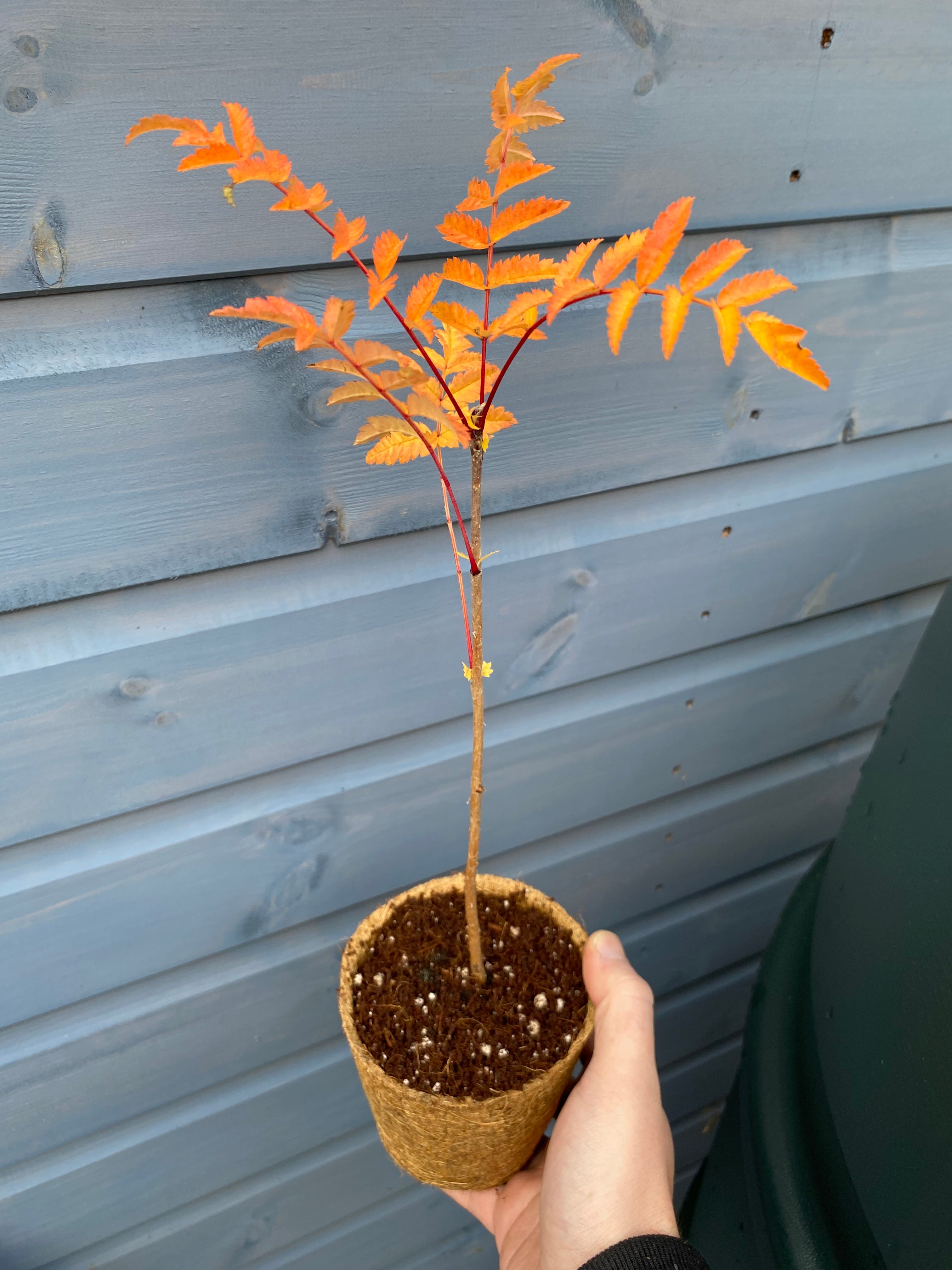Rowan Tree (Mountain Ash) - Sorbus aucuparia 1L Pot – Sustainable Plant ...