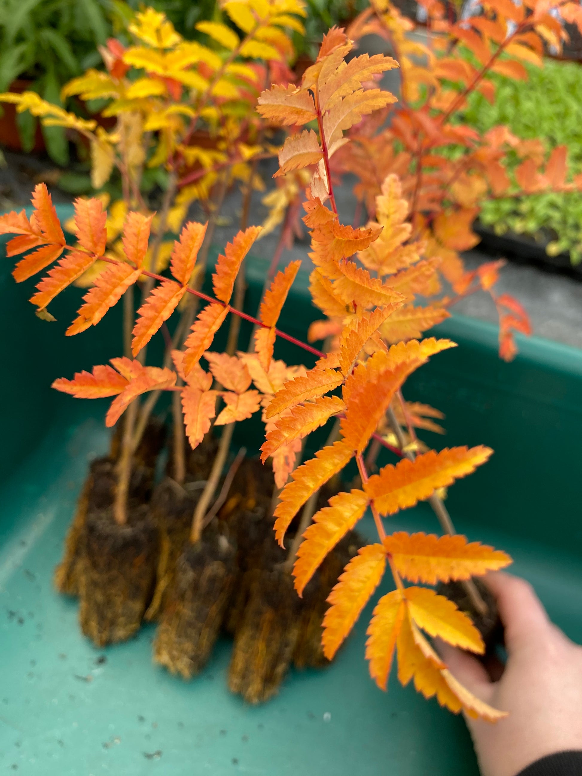 Rowan Tree (Mountain Ash) - Sorbus aucuparia 1L Pot – Sustainable Plant ...