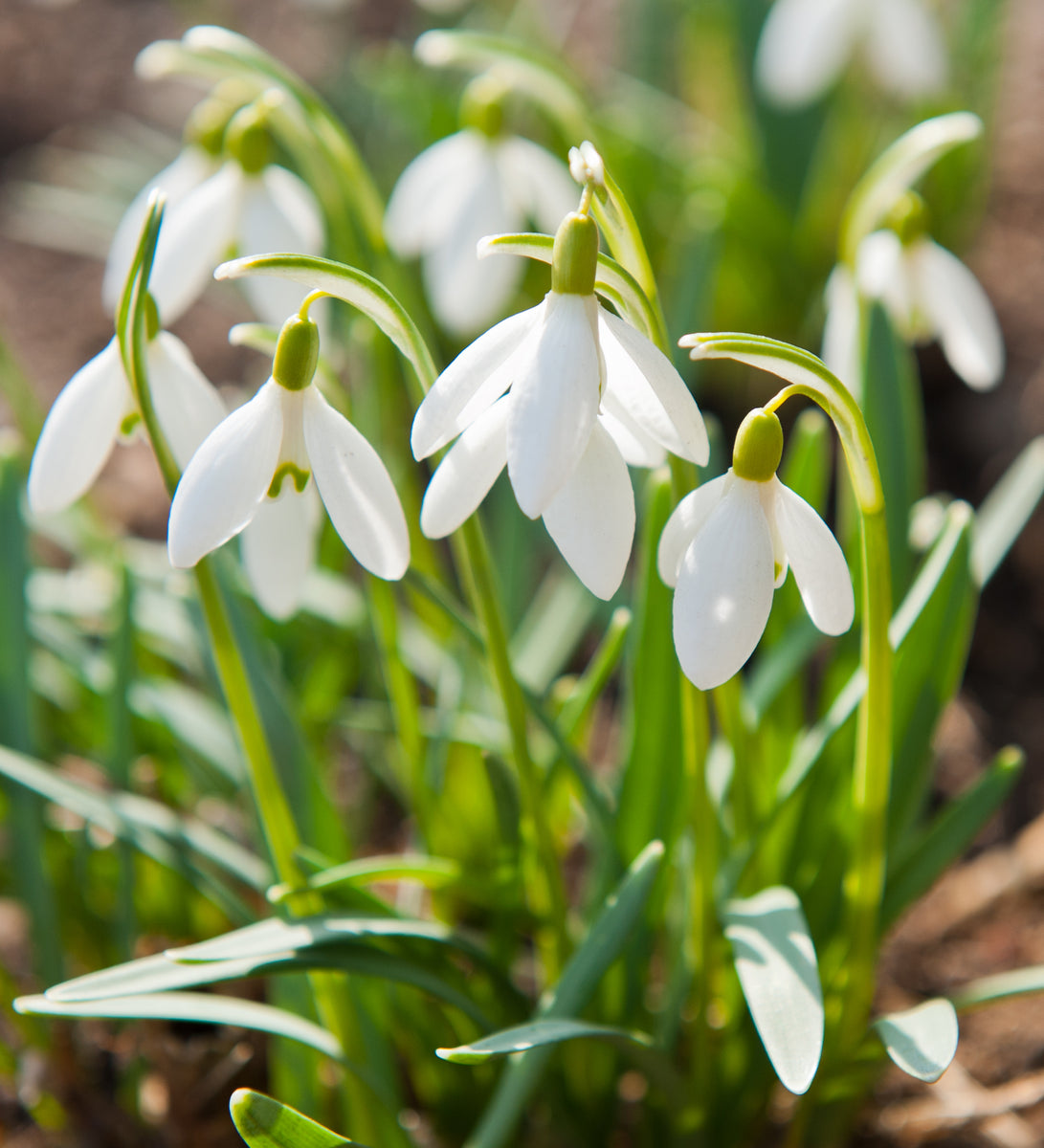 Snowdrops (Single-flowered) x 15 bulbs
