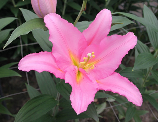 Lily 'Vendome' - Pollen-Free